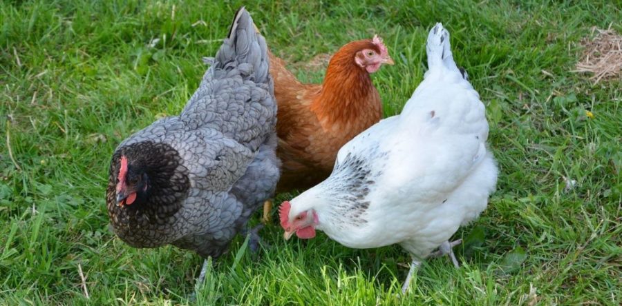 Opération poules régionales 2020